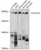  antibody, 13-497, ProSci, Western Blot image 
