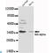 NFKB Inhibitor Alpha antibody, LS-C813014, Lifespan Biosciences, Western Blot image 