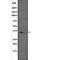 Vestigial Like Family Member 2 antibody, abx148726, Abbexa, Western Blot image 