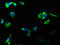 Glutamate Ionotropic Receptor AMPA Type Subunit 2 antibody, CSB-RA009900A0HU, Cusabio, Immunofluorescence image 