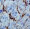 Egl-9 Family Hypoxia Inducible Factor 3 antibody, NBP1-30440, Novus Biologicals, Immunohistochemistry paraffin image 