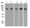 SUN domain-containing protein 1 antibody, ab124770, Abcam, Western Blot image 