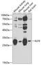 Kruppel Like Factor 9 antibody, 22-774, ProSci, Western Blot image 