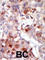 AKT Serine/Threonine Kinase 3 antibody, abx033131, Abbexa, Western Blot image 