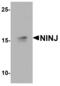 Ninjurin-1 antibody, PA5-72821, Invitrogen Antibodies, Western Blot image 
