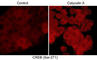 CAMP Responsive Element Binding Protein 1 antibody, CP4161, ECM Biosciences, Immunocytochemistry image 