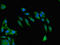 Synuclein Alpha Interacting Protein antibody, LS-C679575, Lifespan Biosciences, Immunofluorescence image 