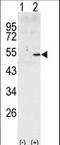 Cyclin A2 antibody, LS-C100874, Lifespan Biosciences, Western Blot image 