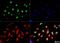 YAP1 antibody, NB110-58358, Novus Biologicals, Immunofluorescence image 