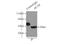 Beta-Actin antibody, 66009-1-Ig, Proteintech Group, Immunoprecipitation image 