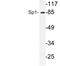 Sp1 Transcription Factor antibody, LS-C177670, Lifespan Biosciences, Western Blot image 