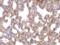 Transient Receptor Potential Cation Channel Subfamily C Member 6 antibody, 253649, Abbiotec, Immunohistochemistry paraffin image 