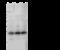 Glutathione S-Transferase Pi 1 antibody, GTX02398, GeneTex, Western Blot image 