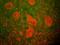 Neurofilament Heavy antibody, PA3-16721, Invitrogen Antibodies, Immunofluorescence image 