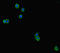 HSV antibody, LS-C681943, Lifespan Biosciences, Immunofluorescence image 