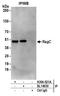 Ras Related GTP Binding C antibody, A304-021A, Bethyl Labs, Immunoprecipitation image 