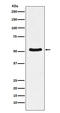 DEAD-Box Helicase 6 antibody, M03826-2, Boster Biological Technology, Western Blot image 