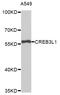 CAMP Responsive Element Binding Protein 3 Like 1 antibody, STJ27073, St John