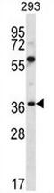 Neuroplastin antibody, AP52923PU-N, Origene, Western Blot image 