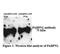 Poly(A) Binding Protein Nuclear 1 antibody, PA5-41793, Invitrogen Antibodies, Western Blot image 