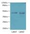 Potassium Two Pore Domain Channel Subfamily K Member 13 antibody, LS-C397255, Lifespan Biosciences, Western Blot image 