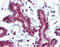 SET Domain Containing 7, Histone Lysine Methyltransferase antibody, 48-041, ProSci, Immunohistochemistry paraffin image 