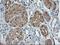 Aminoacylase 1 antibody, LS-C173123, Lifespan Biosciences, Immunohistochemistry paraffin image 