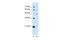 Cysteine Rich With EGF Like Domains 1 antibody, A07338-1, Boster Biological Technology, Western Blot image 