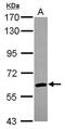Ariadne RBR E3 Ubiquitin Protein Ligase 2 antibody, GTX115411, GeneTex, Western Blot image 