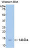 Carcinoembryonic Antigen Related Cell Adhesion Molecule 1 antibody, LS-C293170, Lifespan Biosciences, Western Blot image 