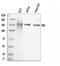 Complement Factor H antibody, A00562-3, Boster Biological Technology, Western Blot image 