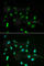 Piwi Like RNA-Mediated Gene Silencing 4 antibody, A3144, ABclonal Technology, Immunofluorescence image 