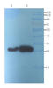 SRBC antibody, orb192150, Biorbyt, Western Blot image 