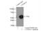 Cytochrome P450 Family 46 Subfamily A Member 1 antibody, 12486-1-AP, Proteintech Group, Immunoprecipitation image 