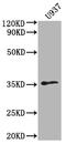Olfactory Receptor Family 1 Subfamily K Member 1 antibody, CSB-PA847729OA01HU, Cusabio, Western Blot image 