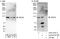 Spindle And Centriole Associated Protein 1 antibody, A303-273A, Bethyl Labs, Immunoprecipitation image 