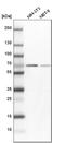 Annexin A6 antibody, HPA009650, Atlas Antibodies, Western Blot image 