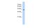 Protein O-Fucosyltransferase 2 antibody, PA5-42785, Invitrogen Antibodies, Western Blot image 