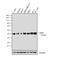 TARBP2 Subunit Of RISC Loading Complex antibody, LF-MA0209, Invitrogen Antibodies, Western Blot image 