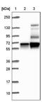 Microtubule Associated Monooxygenase, Calponin And LIM Domain Containing 2 antibody, NBP1-81483, Novus Biologicals, Western Blot image 