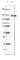 Amphiphysin antibody, HPA019828, Atlas Antibodies, Western Blot image 