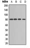 Protein Kinase C Alpha antibody, orb315662, Biorbyt, Western Blot image 