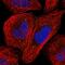 SNF Related Kinase antibody, HPA042163, Atlas Antibodies, Immunofluorescence image 