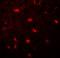 Importin 7 antibody, orb73573, Biorbyt, Immunofluorescence image 