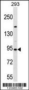 Semaphorin 3D antibody, 58-489, ProSci, Western Blot image 