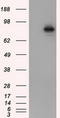 Aryl Hydrocarbon Receptor Nuclear Translocator antibody, LS-C115182, Lifespan Biosciences, Western Blot image 