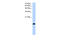 Basic Leucine Zipper ATF-Like Transcription Factor 2 antibody, 30-313, ProSci, Western Blot image 