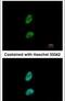 Proteasome activator complex subunit 3 antibody, PA5-21789, Invitrogen Antibodies, Immunofluorescence image 