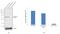 Calreticulin antibody, PA1-902A, Invitrogen Antibodies, Western Blot image 