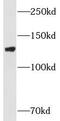 Myosin Phosphatase Rho Interacting Protein antibody, FNab05296, FineTest, Western Blot image 